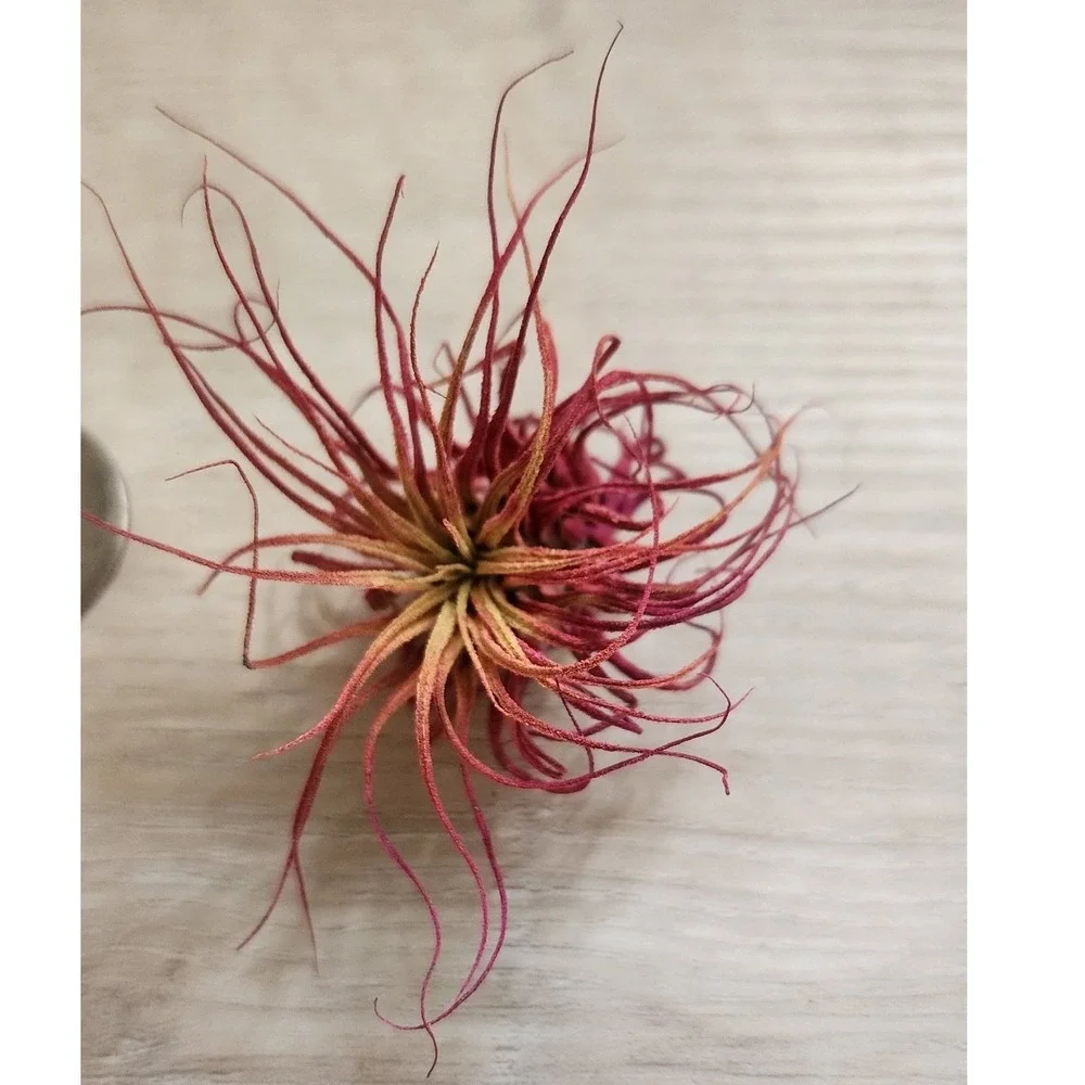 Pink Magenta Small Dried Airplant Tillandsia Preserved Decorative Specimen